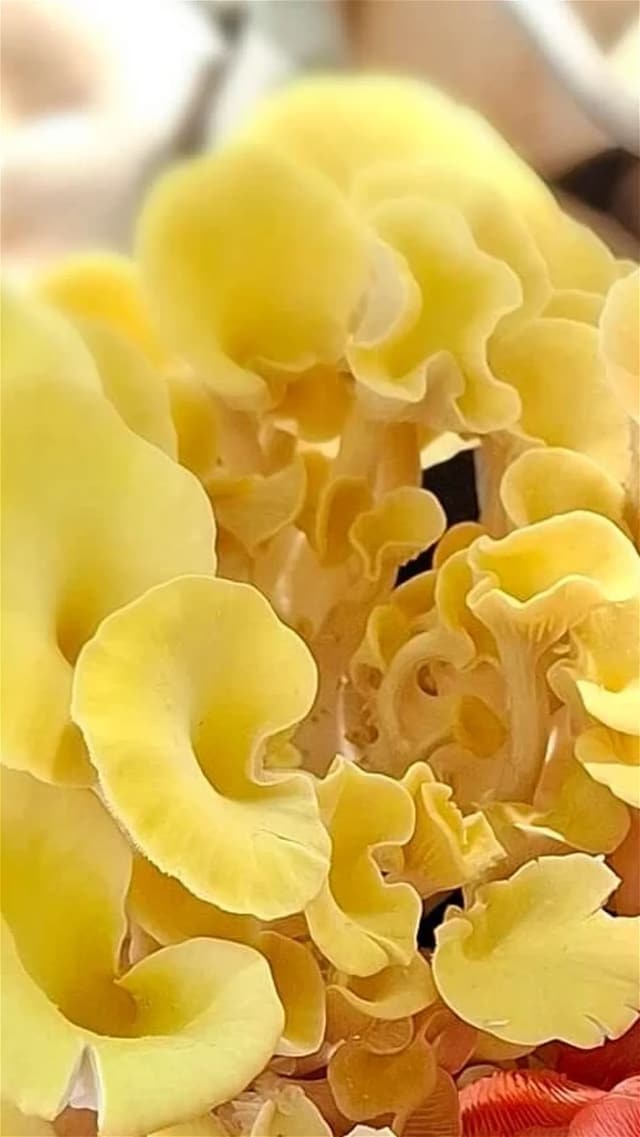 Limonenseitling