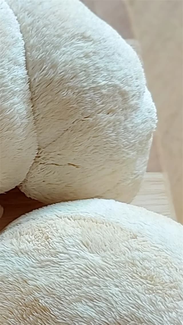 Igelstachelbart